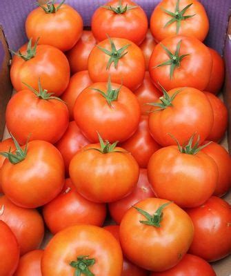 Томат Тореро F1 (De Ruiter Seeds) - купить семена из Голландии оптом ...
