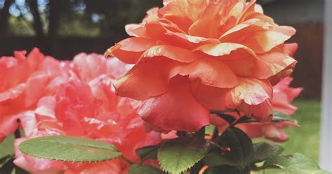 wildbloom