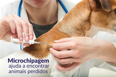 O Que É Microchipagem - Microchipagem ajuda a encontrar animais perdidos | IntegrativaPet