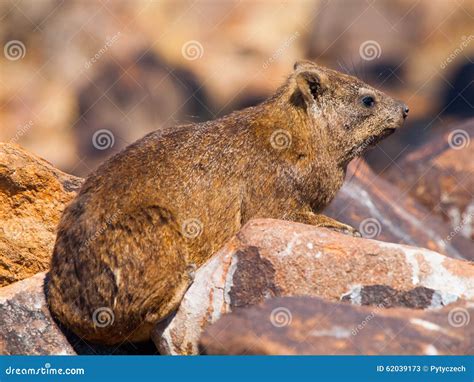 Hyrax On Stone In Rocky Mountain. Wildlife Scene From Nature. Face ...