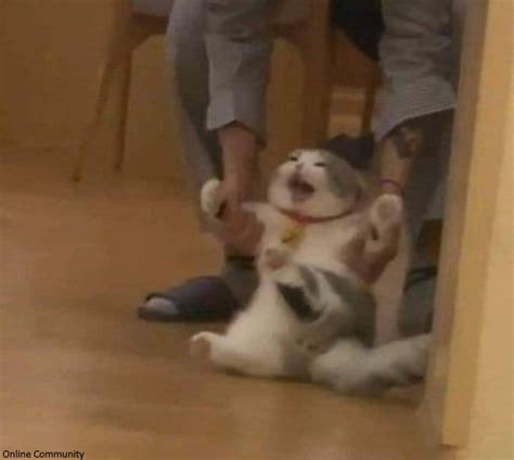 dragging cat blank template imgflip