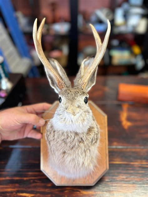 Oddities | Blacklight Antiques