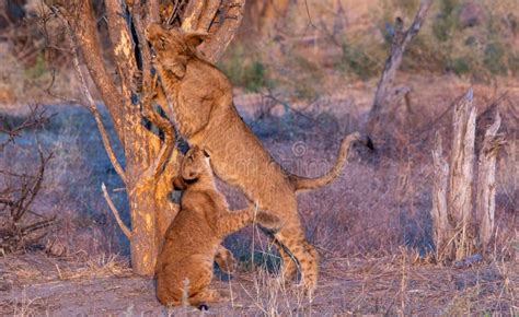 Juvenile Lion Cubs of Different Ages Play Together Stock Photo - Image ...