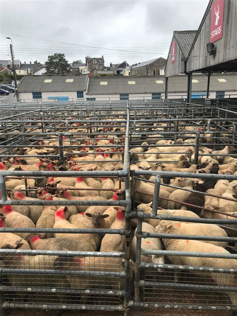 South Molton Market: Thursday 30 April | Stags Estate Agents