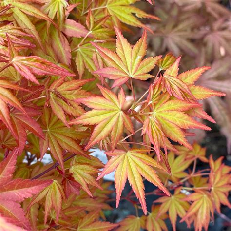 Japanese Maple Trees — Seattle's Favorite Garden Store Since 1924 ...