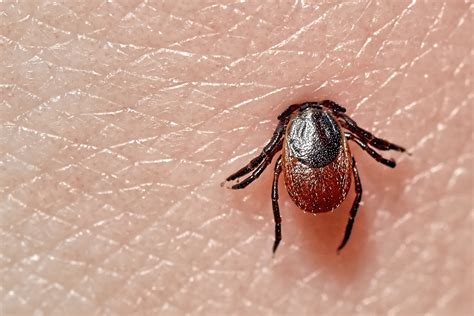 Quelles sont les maladies transmises par les tiques