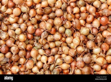 Onion Sets Stock Photos & Onion Sets Stock Images - Alamy
