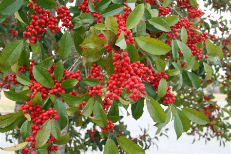 Welcome to the Pitt County Arboretum: Holly Berries at the Arboretum