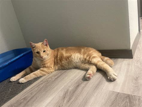 craigslist spokane pets 1