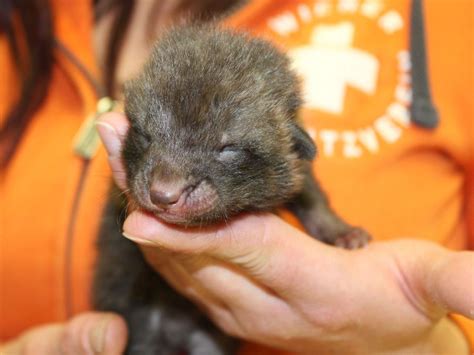 Wien-Liesing: Verlassener Babyfuchs "Django" bei Bushaltestelle ...