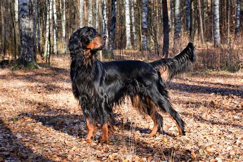 Gordon Setter Dog Breed Information