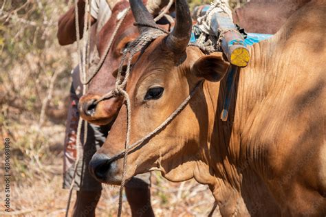 zebu Stock Photo | Adobe Stock