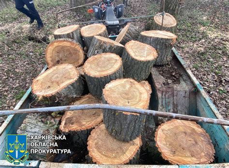 Порубка дерев, вирубка дерев, дрова в Харківській області | Коментарі ...