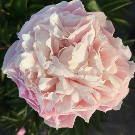 Пион Victorian Blush | Пулков Сад