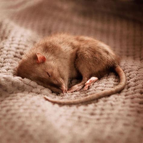 rat #доброеутро #gm #rat #rats #ratstagram #animals #mouse #animalovers ...