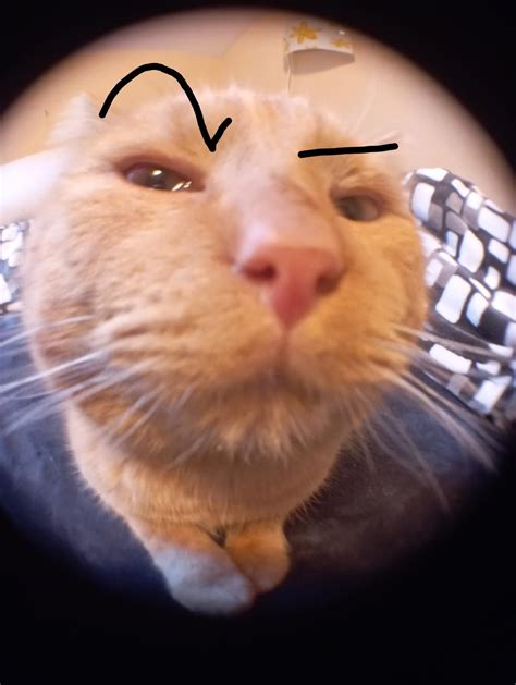 Cat eyebrows | Animali, Gatti