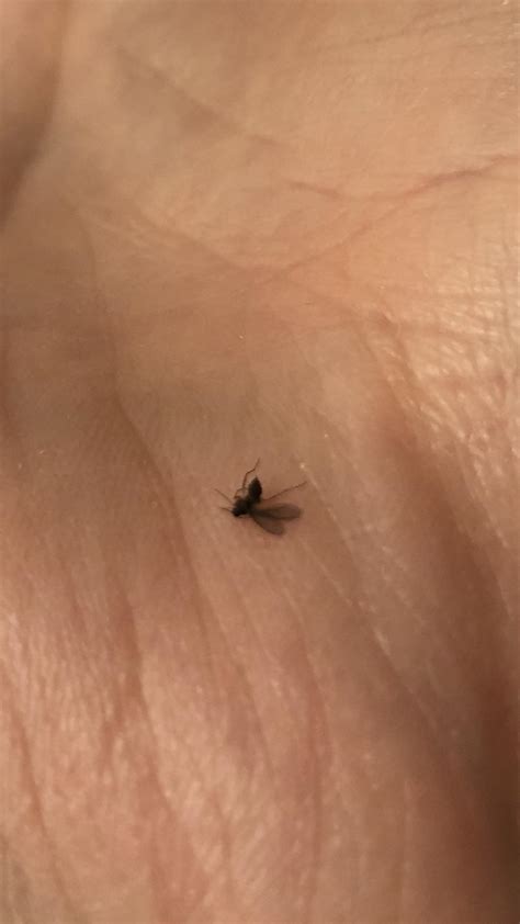 What is this and how can I get rid of them? They fly around since I