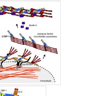 Model of the LTBP-1 association with fibrillin microfibrils. (A) Model ...