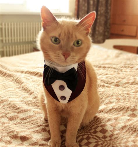 Cat Tuxedo Halloween Costumes | POPSUGAR Pets