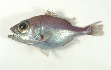 (Ostracoberyx) Род ОСТРАКОБЕРИКСЫ 3 вида