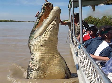 AK "In a truly terrifying encounter, a colossal crocodile measuring