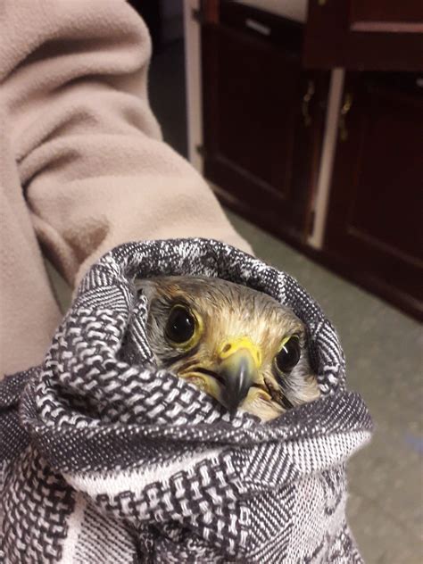 National Bird of Prey Hospital™ Highlights 2019 - Hawk Conservancy