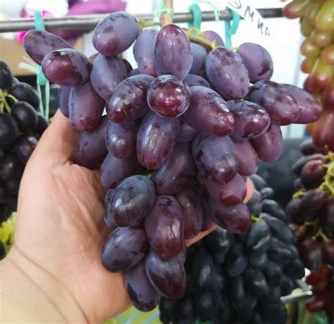 Эмир - саженцы винограда купить