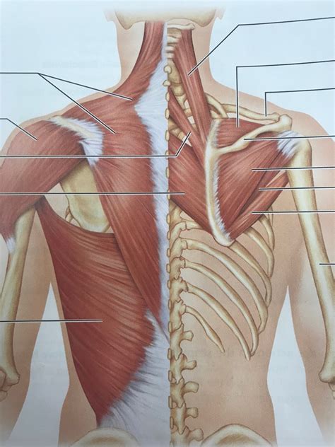 upper  detailed  diagram quizlet