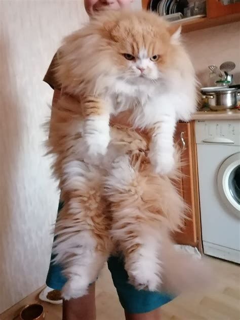 которовка мумяу 🐮🐾 on Twitter: "Эх! Мама сразу просекла что не мы домой ...