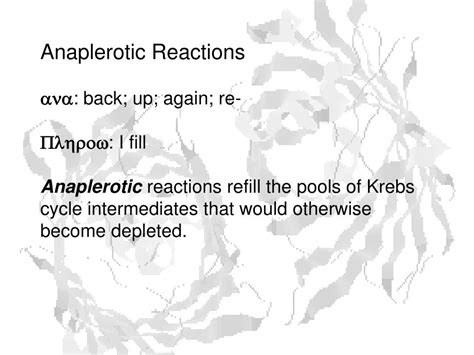 PPT - Anaplerotic Reactions PowerPoint Presentation, free download - ID:6413028