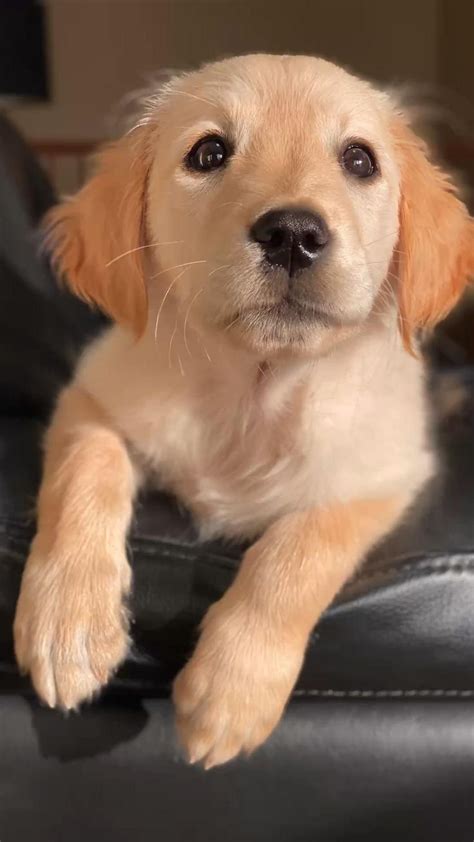 Golden Retriever Puppy | Very cute dogs, Cute dogs, Dog snapchats
