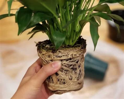 Repotting Peace Lily: How And When To Repot Spathiphyllum