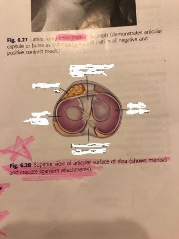 superior view   articular surface  tibia diagram quizlet