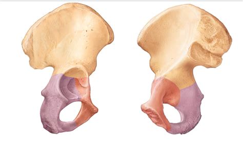 Pelvis Diagram | Quizlet