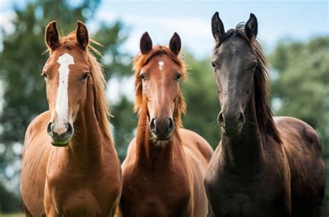 Horse Terminology Explained | PetGuide
