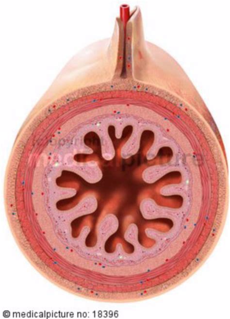 Lumen Of The Small Intestine