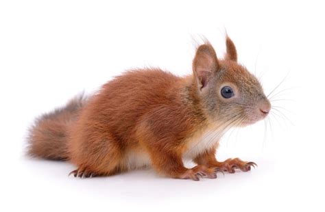 Premium Photo | Eurasian red squirrel
