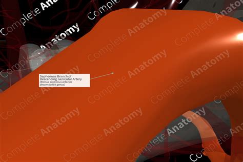 Saphenous Branch of Descending Genicular Artery (Right) | Complete Anatomy