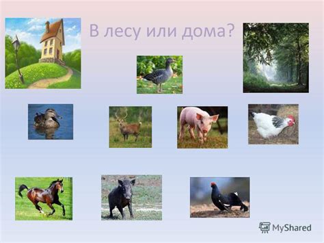 Презентация на тему: "Домашние животные и птицы. Найди маму Кто что ест ...