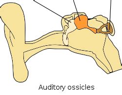 diagram  ossicles diagram quizlet