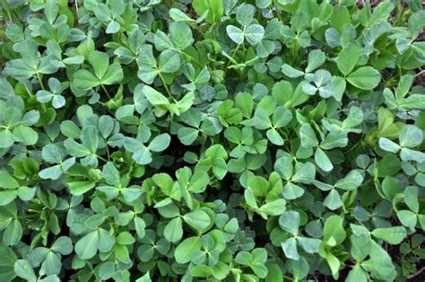 Alfalfa (Medicago sativa) - Integrative Lifestyle