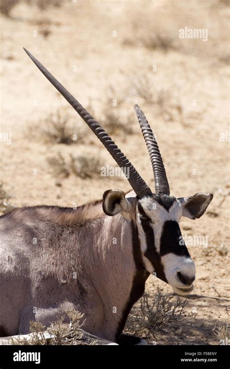 gemsbok oryx gazelladominant gemsbok antelope   park kgalagadi