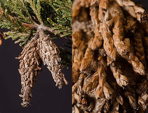 evergreen bagworm  michigan nature guys blog