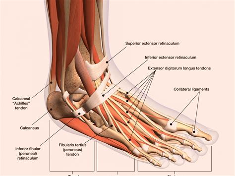 Common foot injuries in runners: symptoms and treatment|Perea