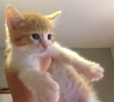 Black Ragdoll Kittens For Sale In Texas – GUIDE RAISING