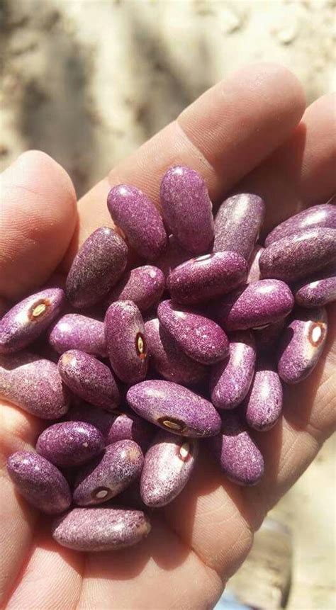 Purple Stardust - by Lisa Bloodnick | Fasulye, Bi̇tki̇