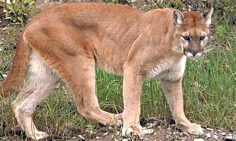 Puma Cat
