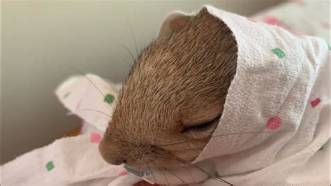 Бельчонок Совсем кроха 😂#funny #youtubeshorts #funnyvideo #squirrel # ...