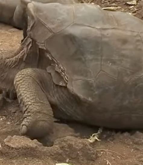 Diego the Tortoise Is Saving His Species by Having A Lot Of Sex