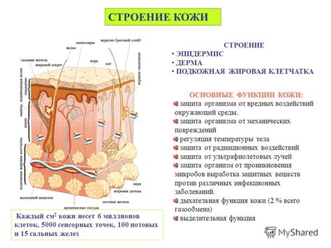 Презентация на тему: "СТРОЕНИЕ КОЖИ СТРОЕНИЕ ЭПИДЕРМИС ДЕРМА ПОДКОЖНАЯ ...
